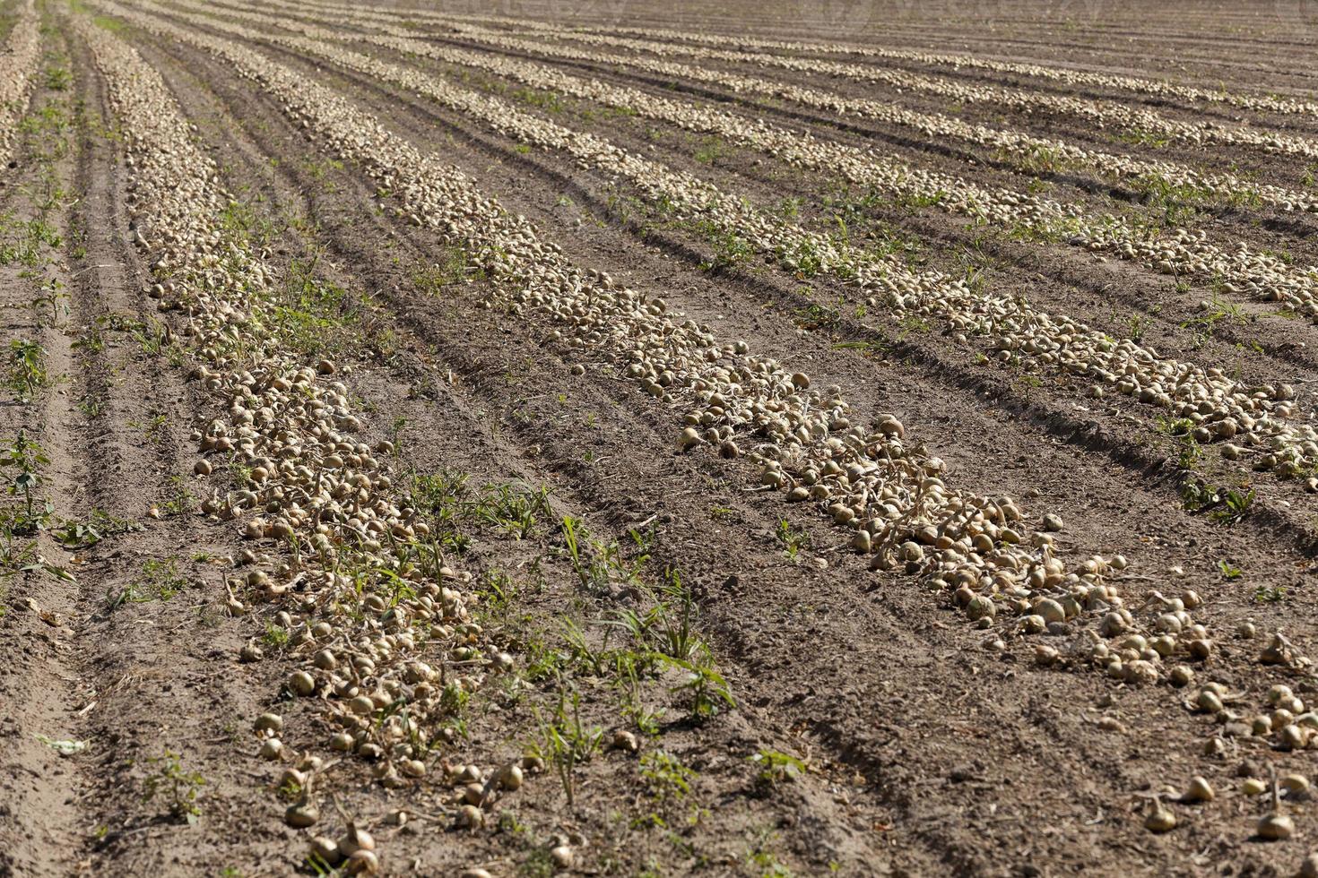 campo de colheita de cebola foto