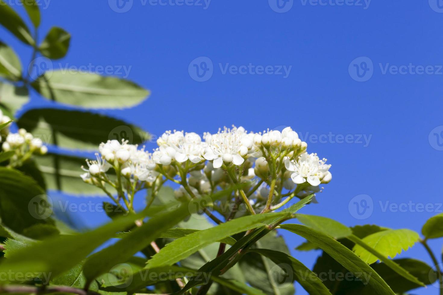 folhagem verde, close-up foto