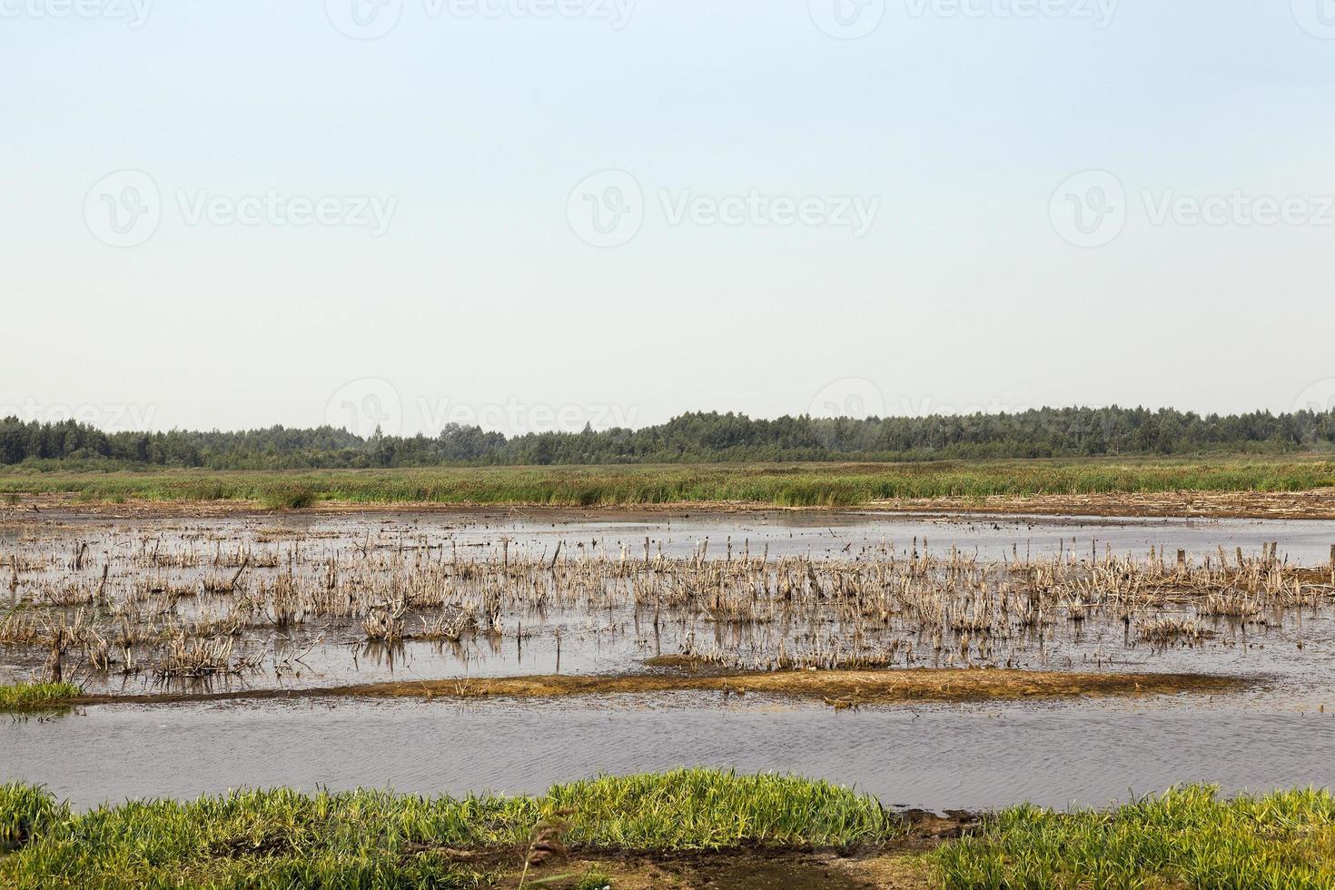 pântano, horário de verão foto