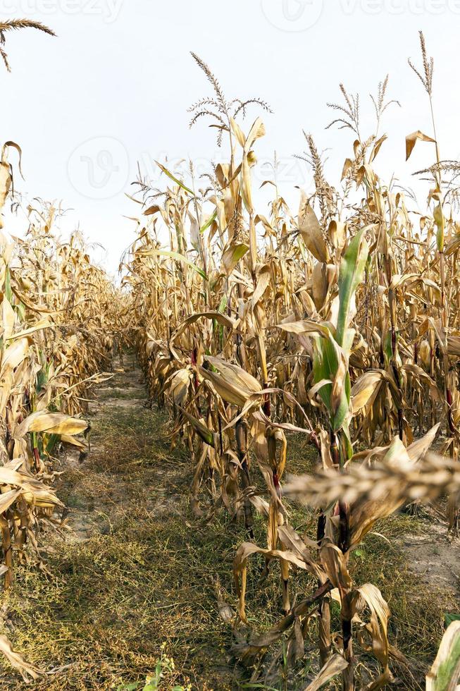 campo agrícola com milho foto
