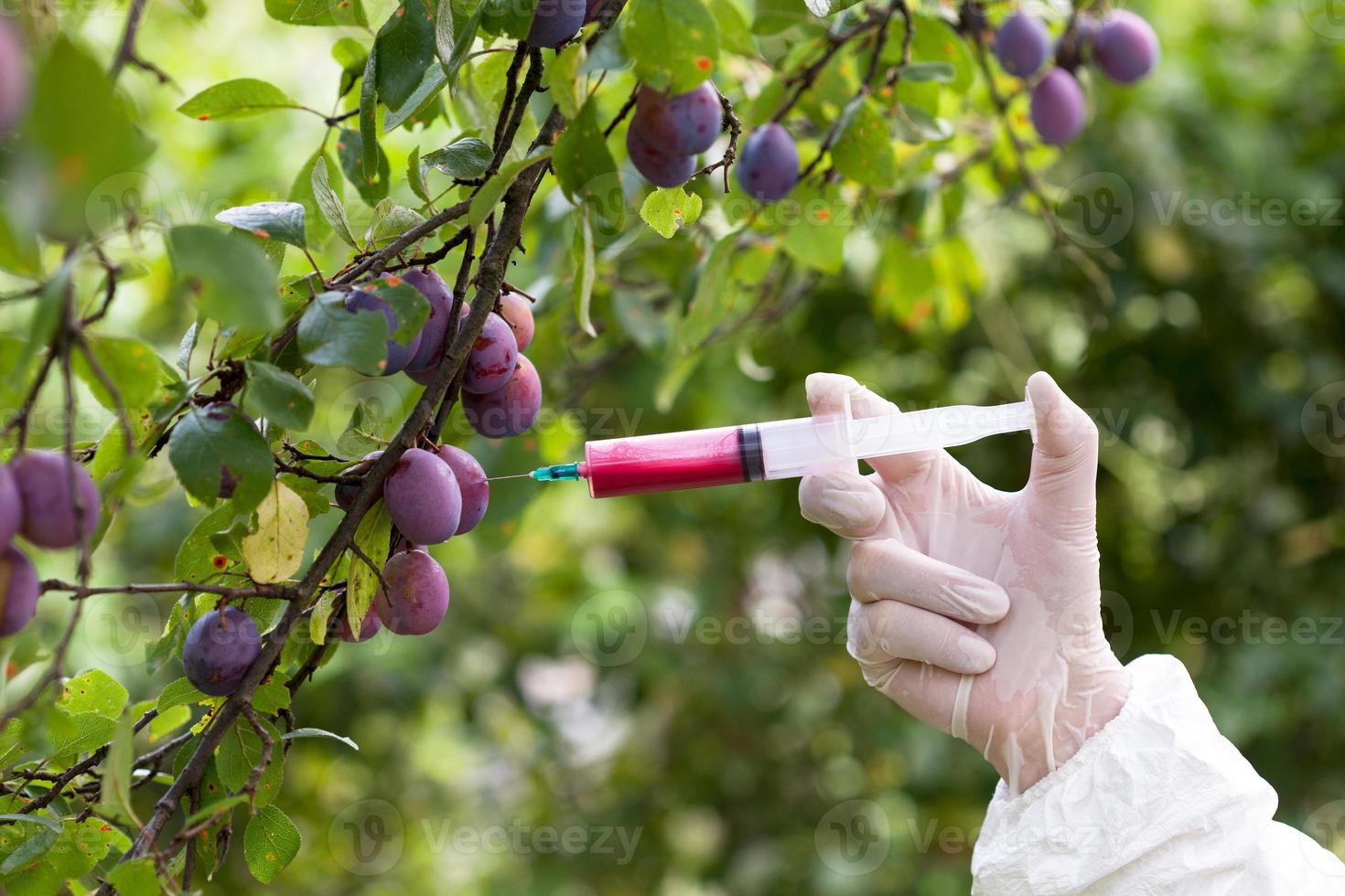 frutas geneticamente modificadas foto