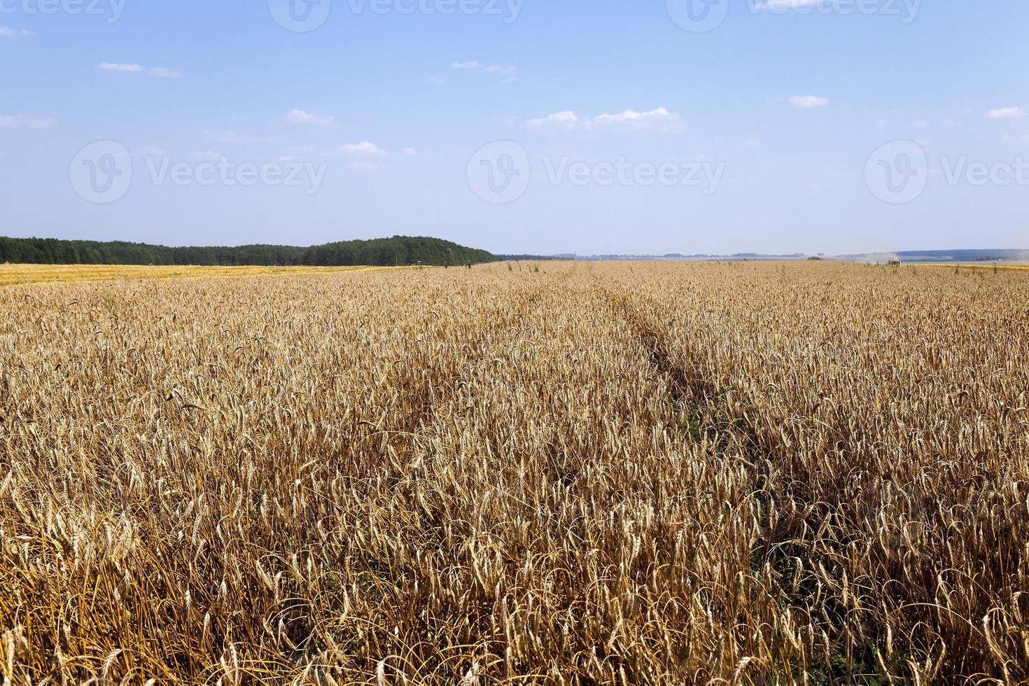 colheita de cereais, agricultura foto