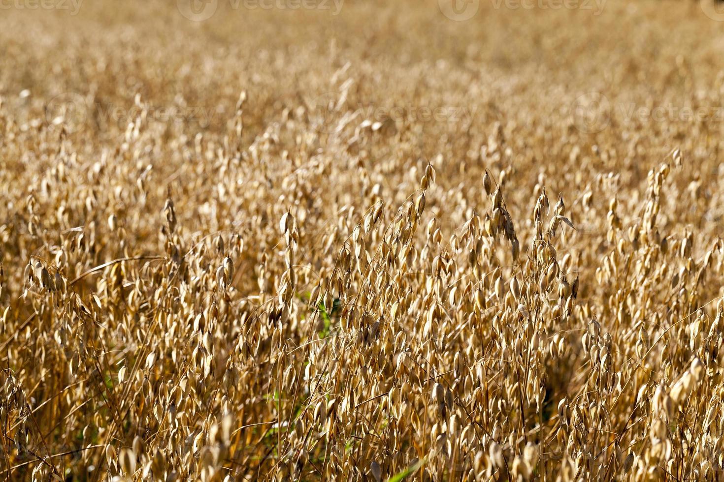 campo seco maduro de aveia, close-up foto