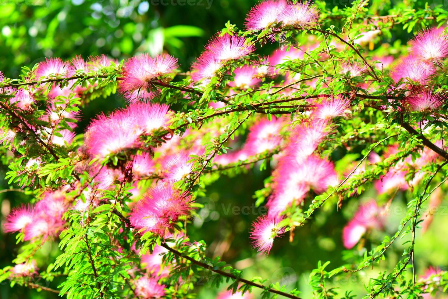 flor de seda árvore com lindas flores vermelhas 943897 Foto de stock no  Vecteezy