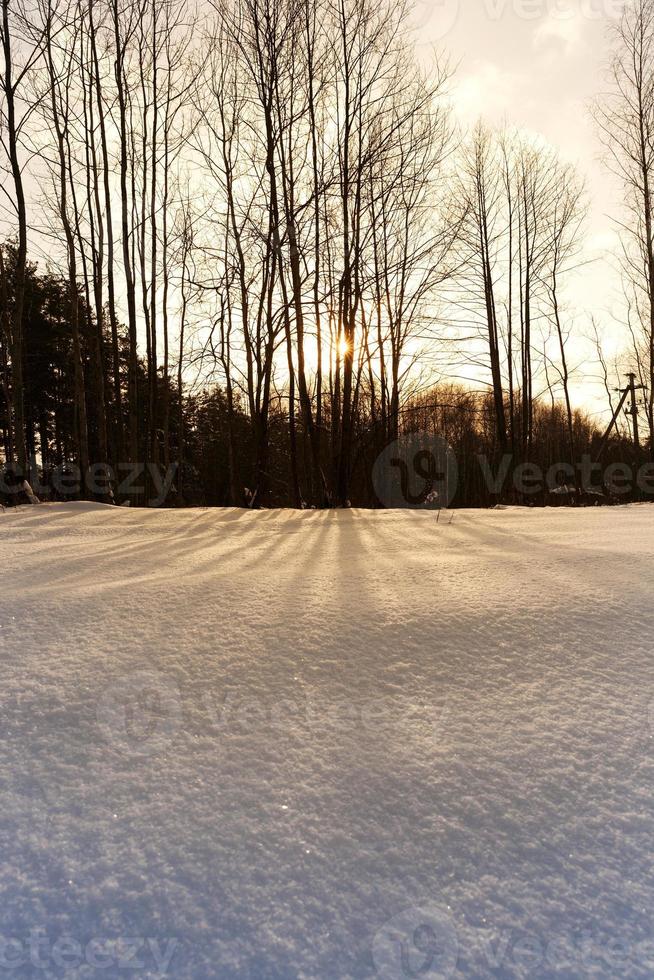 árvores cobertas de neve no inverno foto