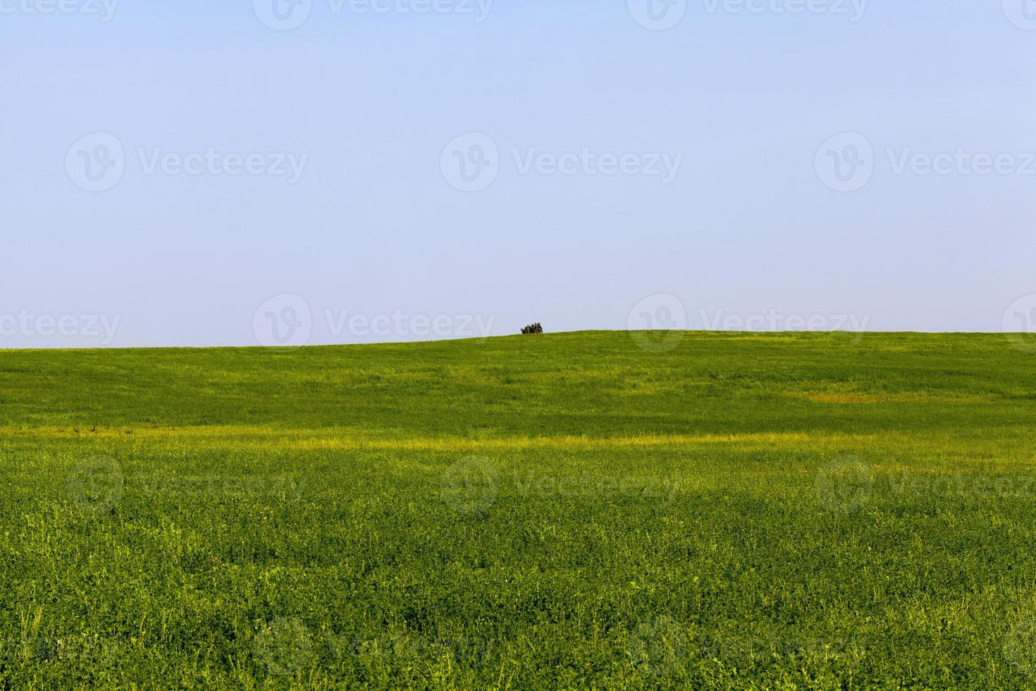 grama verde em um campo agrícola no verão, agricultura foto