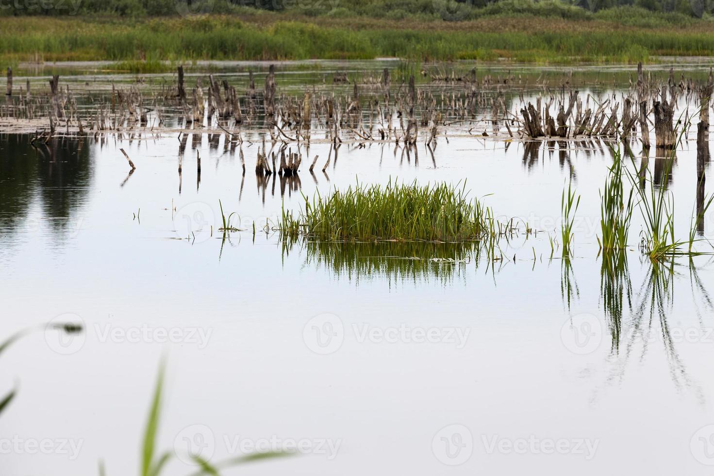 um lago com plantas diferentes foto