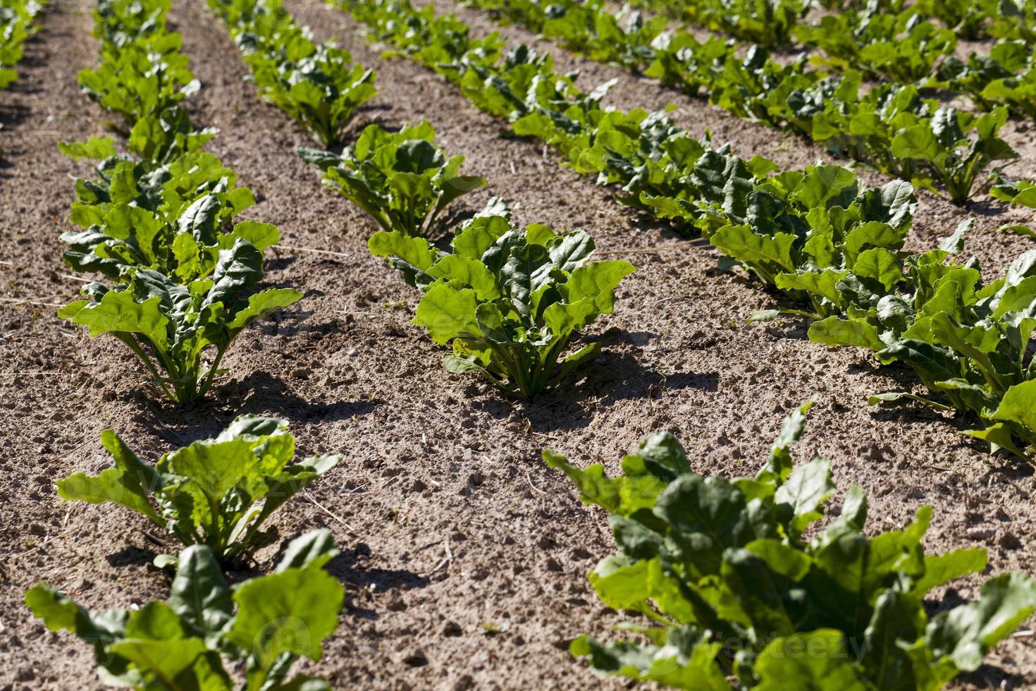 cultivo de beterraba sacarina para a produção foto