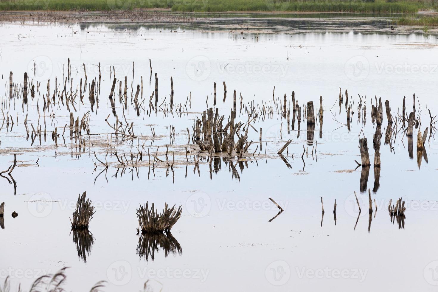 um lago com plantas diferentes foto