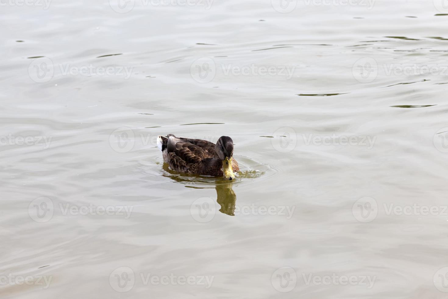 patos reais ao vivo na natureza foto