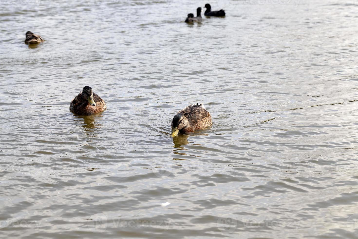 natureza selvagem com patos de aves aquáticas foto