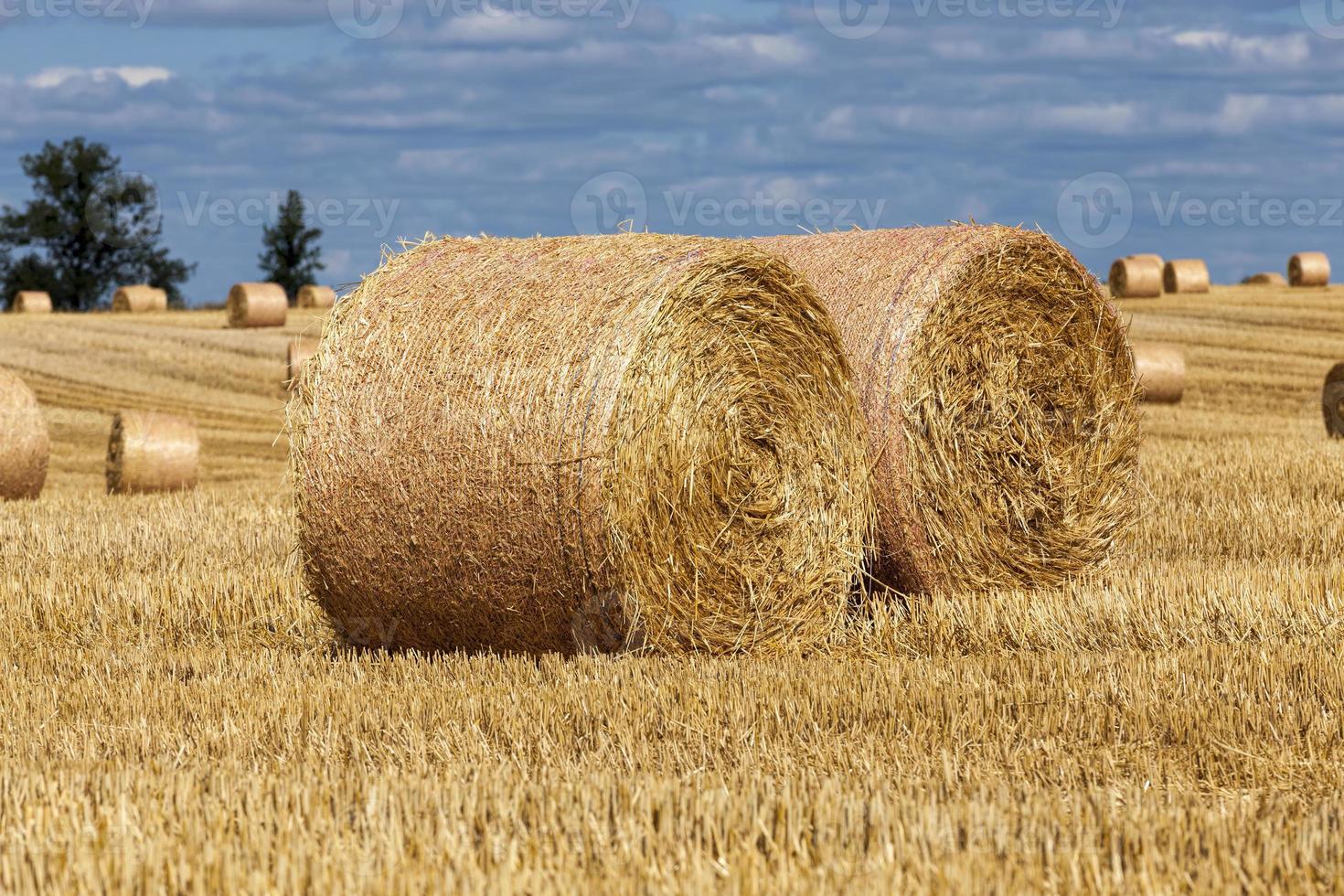 pilhas de palha de trigo foram deixadas após a colheita do trigo foto