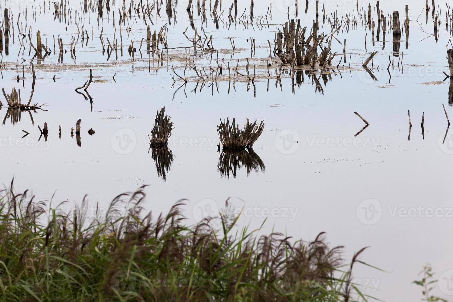 um lago com plantas diferentes foto