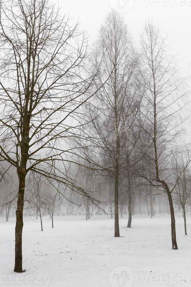 neve profunda deriva após a última nevasca foto