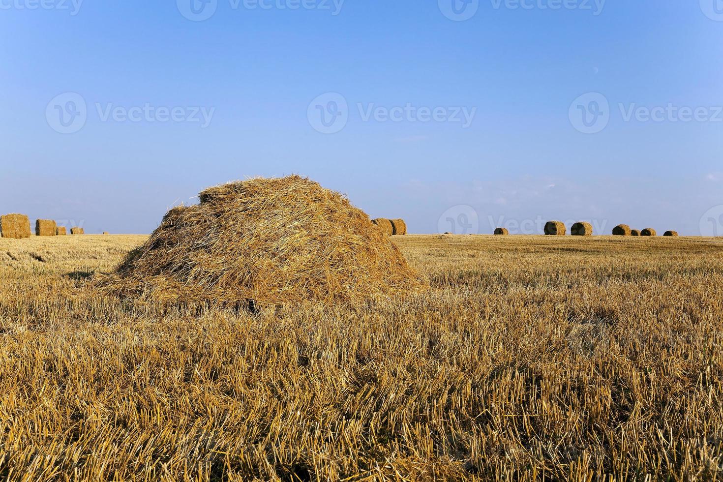 palha de palheiros, verão foto