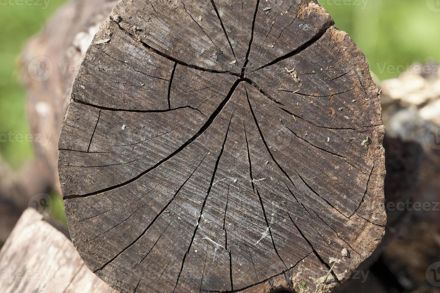 logs antigos, close-up foto