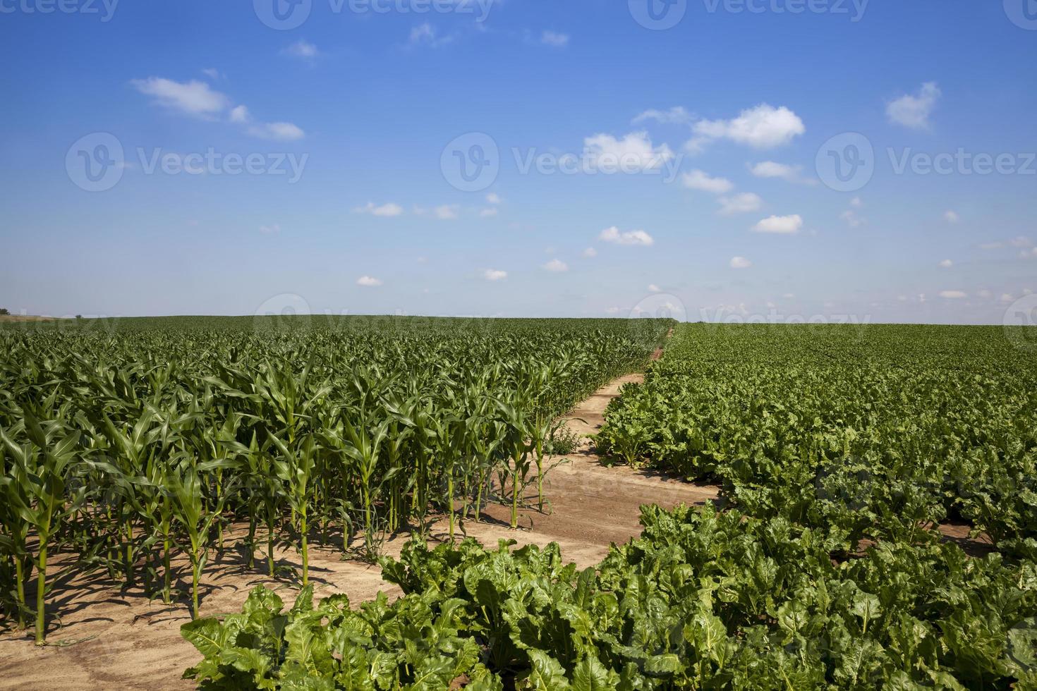 topos de beterraba para produção de açúcar foto