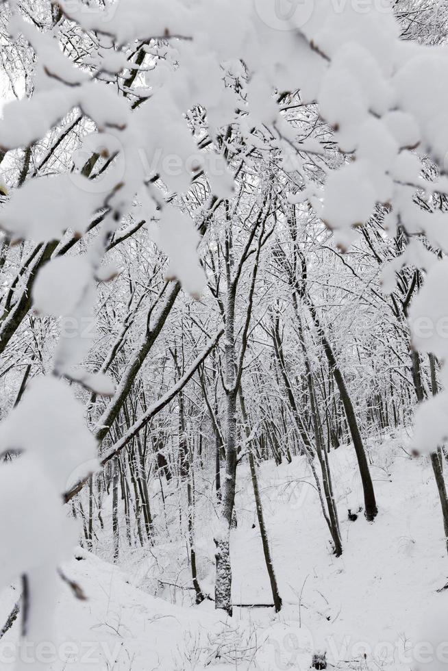 parque estão cobertos de neve no inverno foto