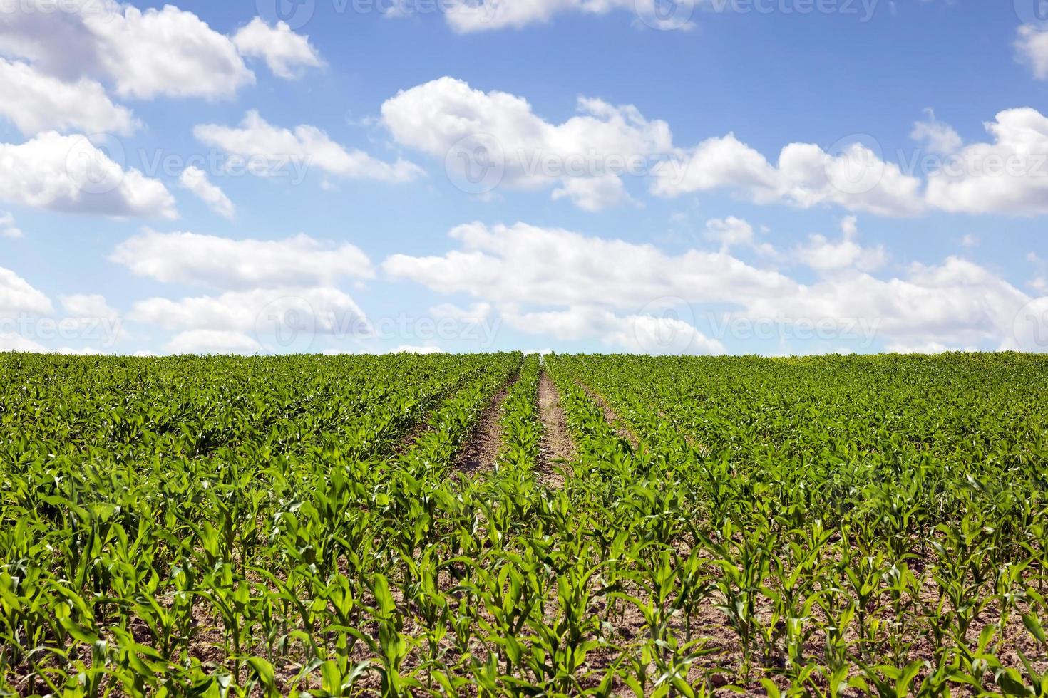 campo verde e céu foto