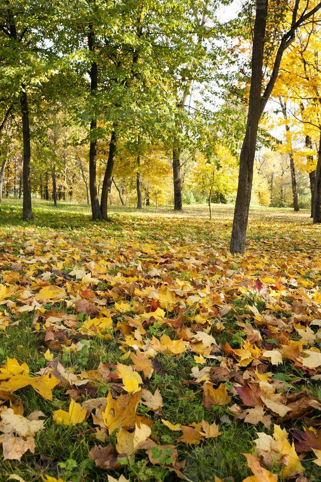 folhas caídas de árvores no parque foto