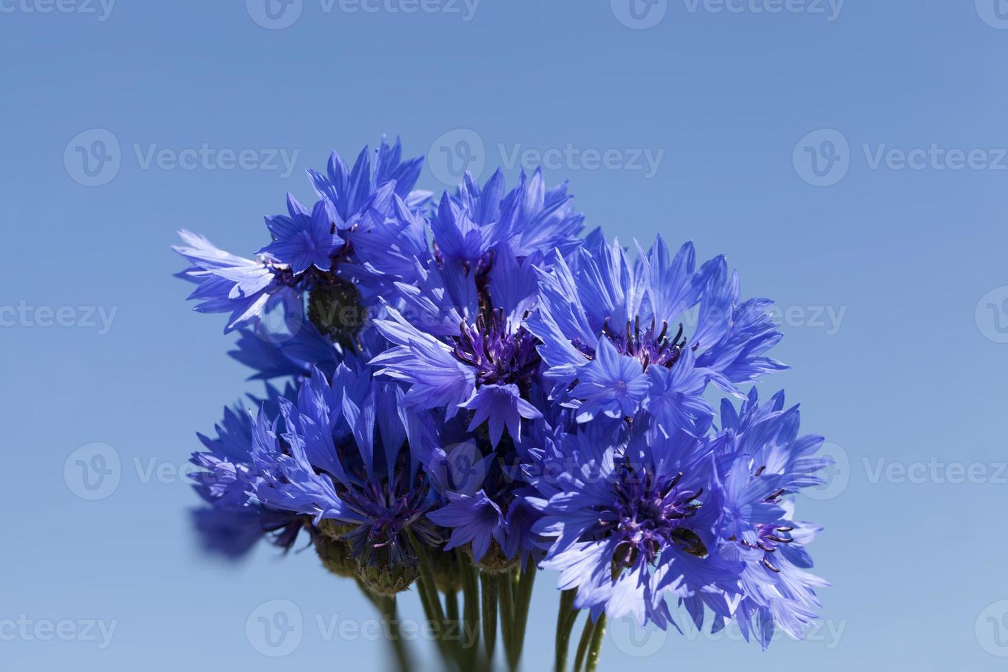 flores azuis no verão foto