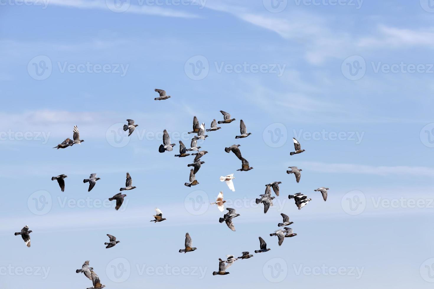 um bando de pombos voando no céu azul foto