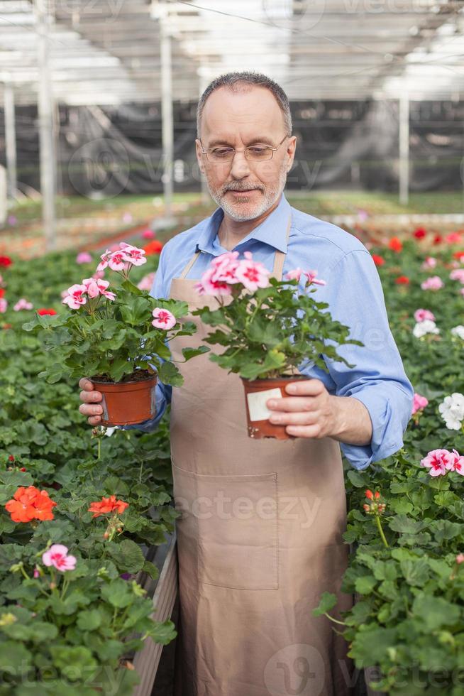 alegre velho trabalhador de jardim está plantando flores foto