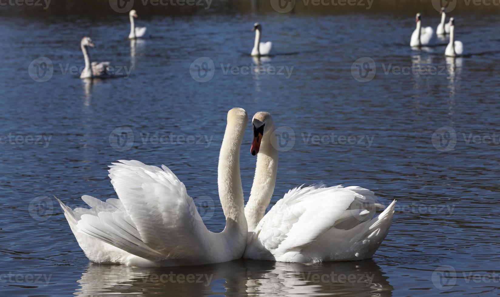 casal cisne na primavera foto