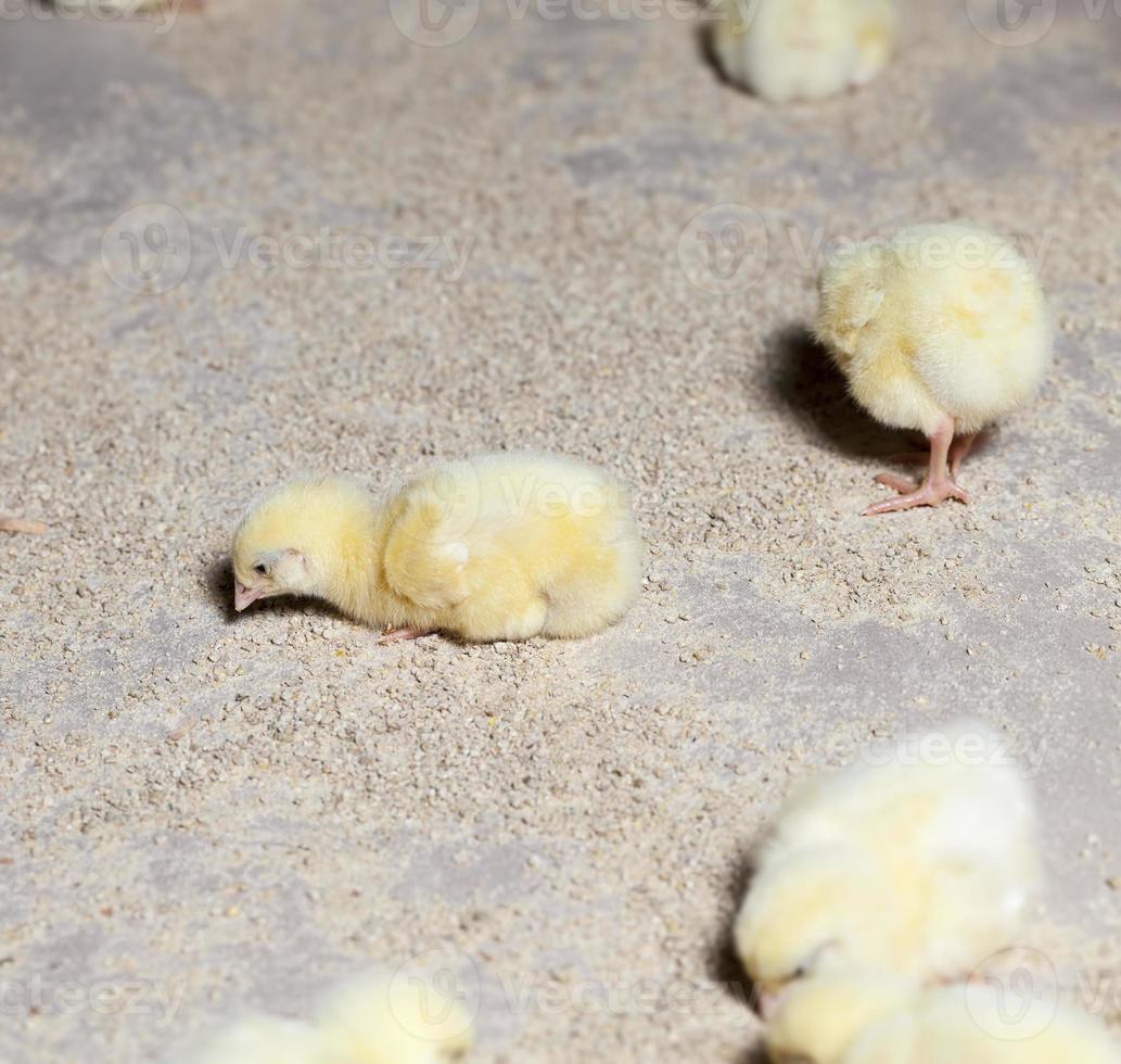 pintos de frango de carne branca em uma granja foto