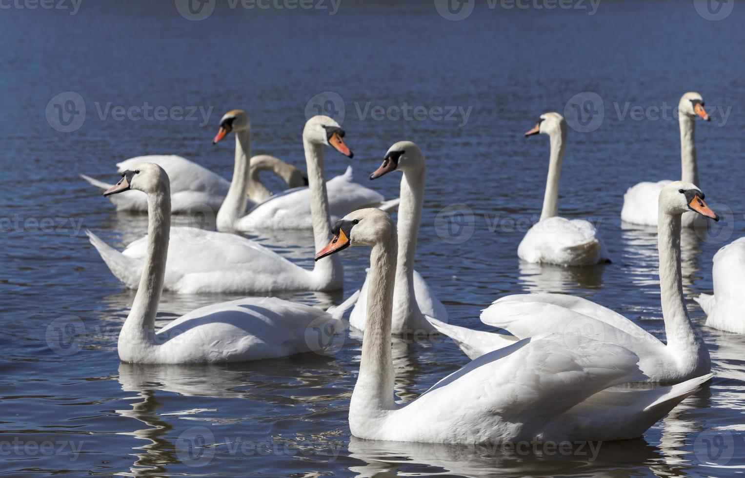 grupo de cisnes na primavera foto