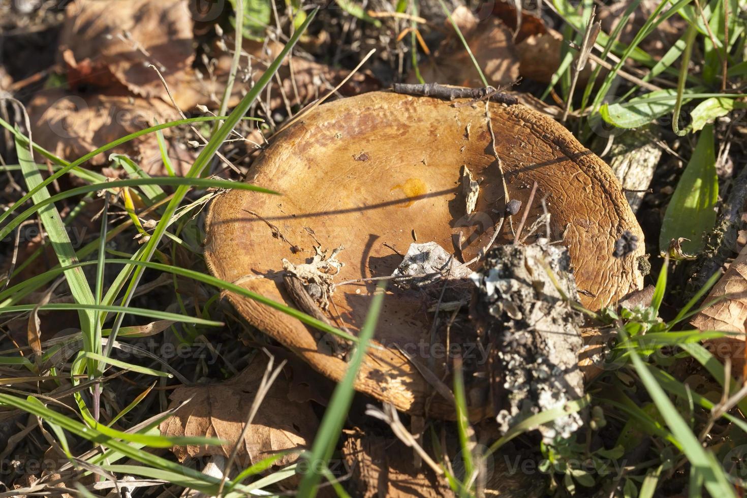 cogumelo na floresta foto