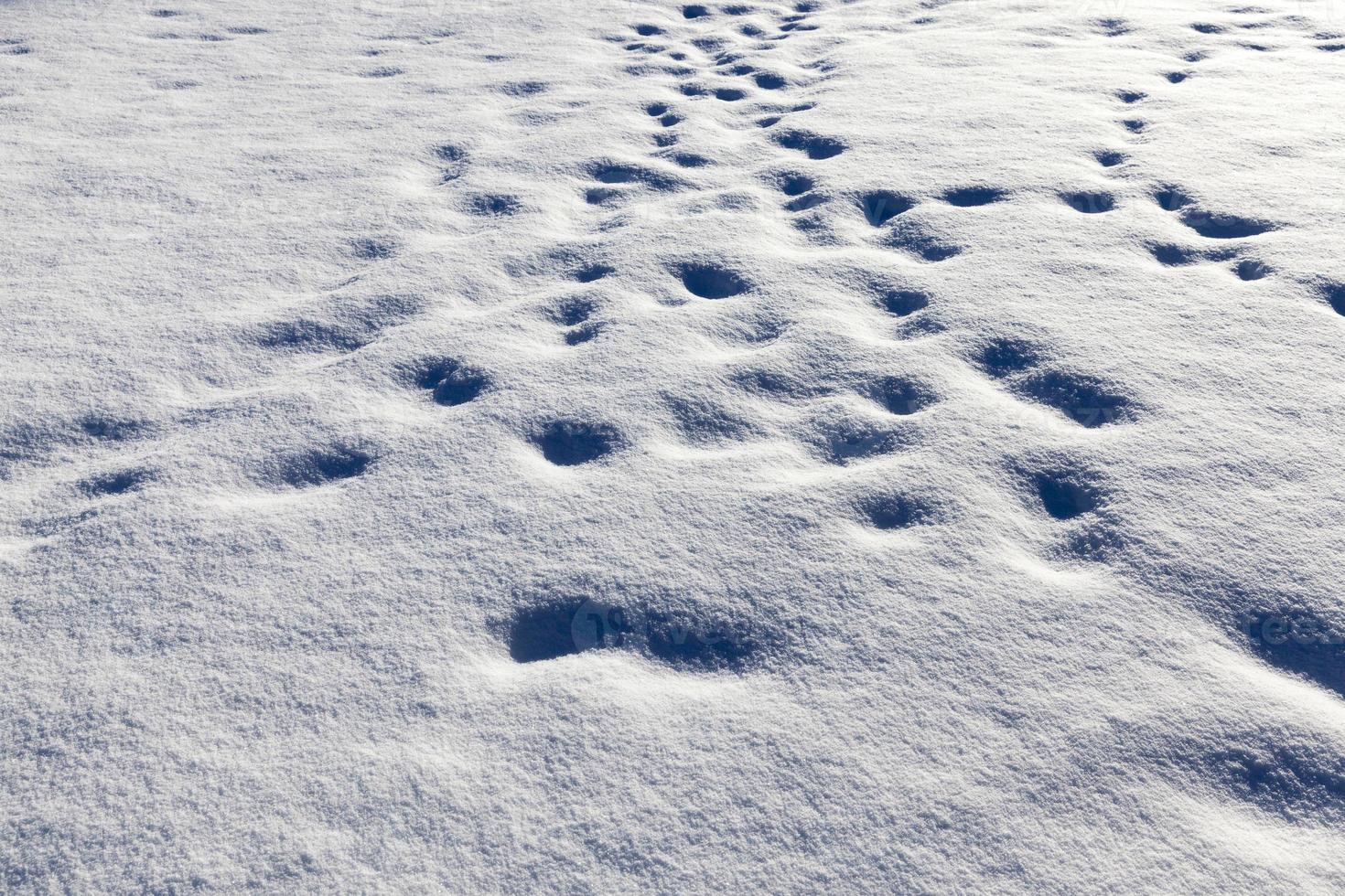 pegadas e amassados na neve depois que as pessoas passaram foto