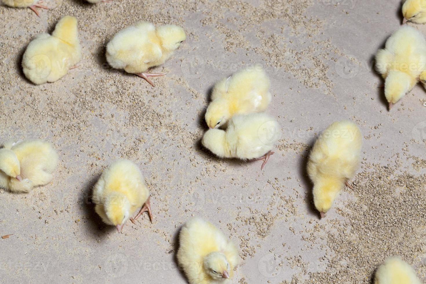 frango de carne branca geneticamente modificado em uma granja foto