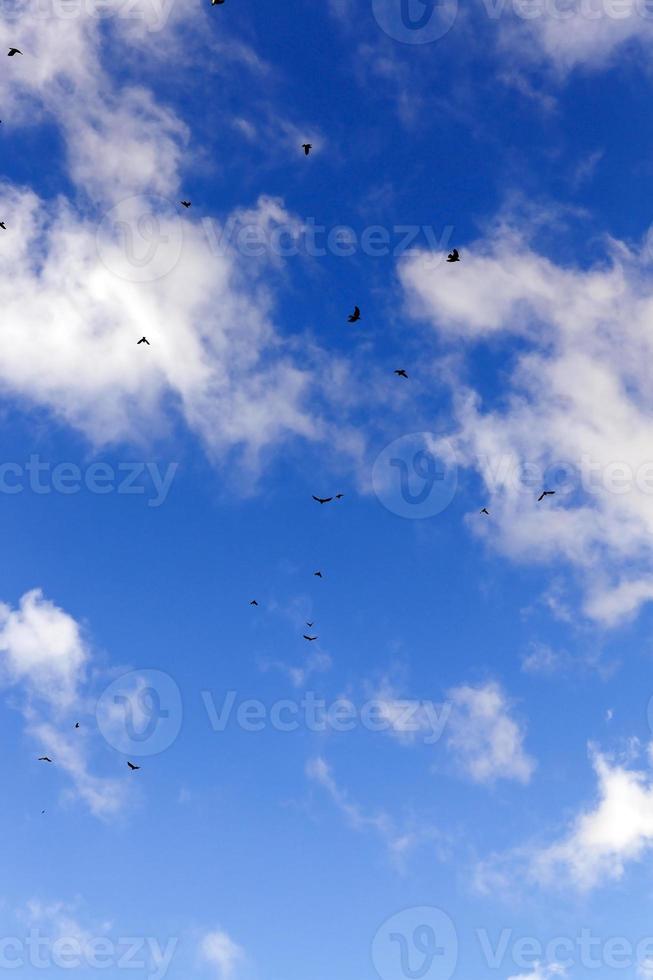 pássaros voando no céu foto