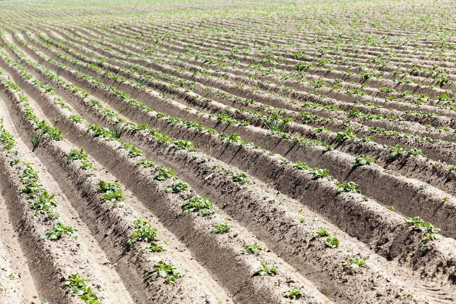 campo com batata foto