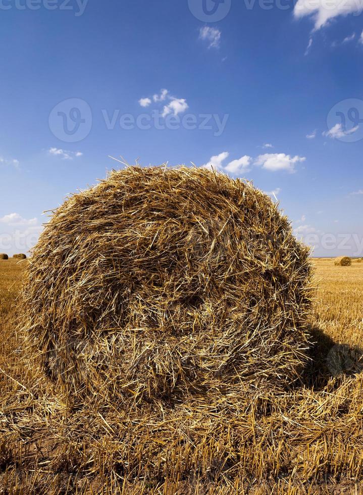 colheita de cereais. verão foto