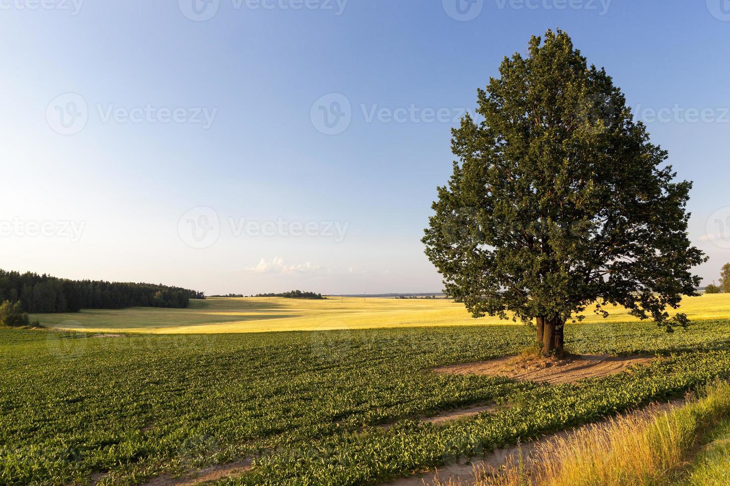 uma árvore solitária crescendo em uma área desértica foto