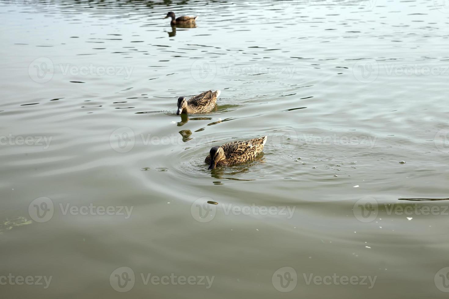 patos selvagens na natureza no verão ou primavera foto