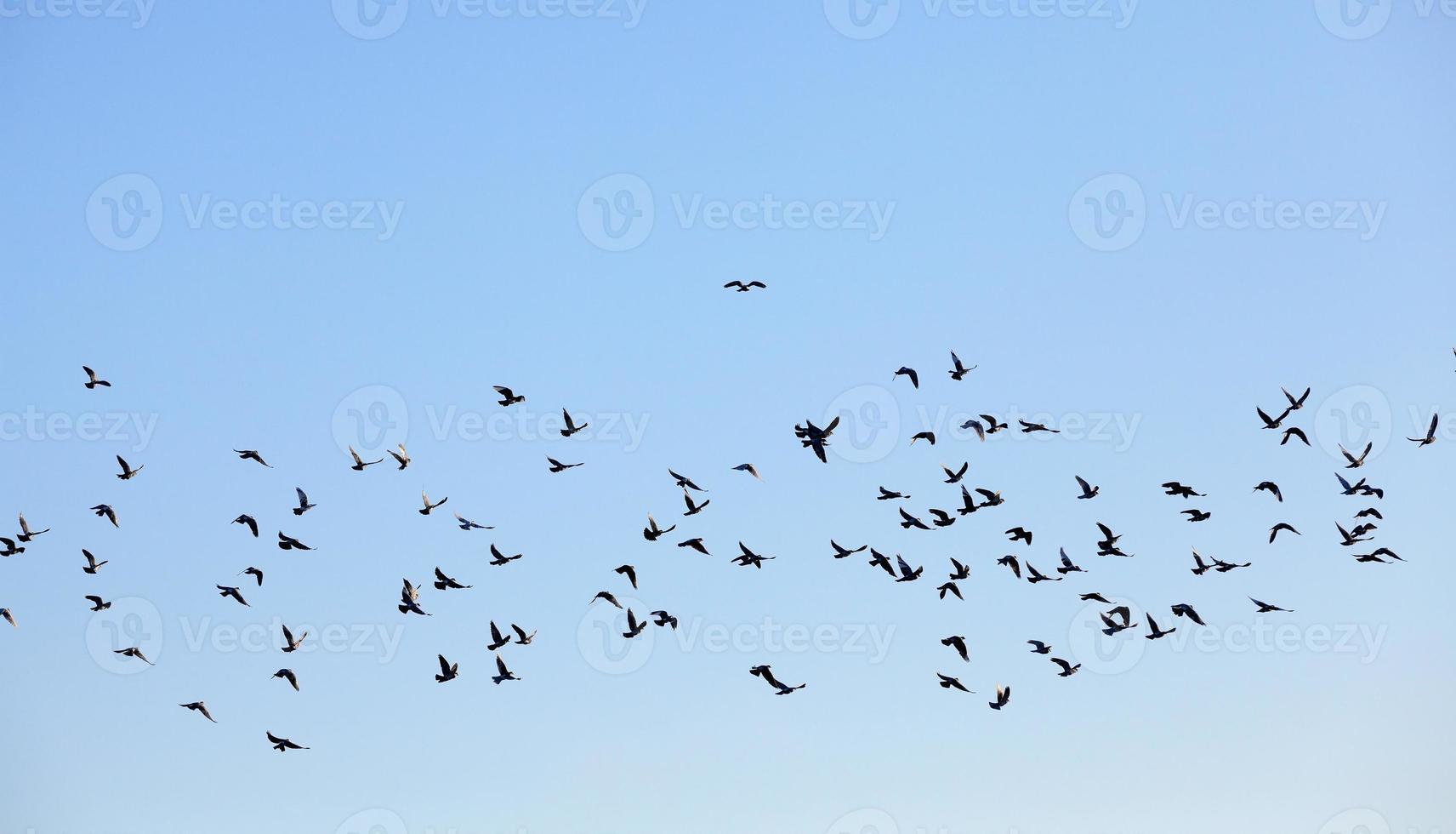 pássaros voando no céu foto