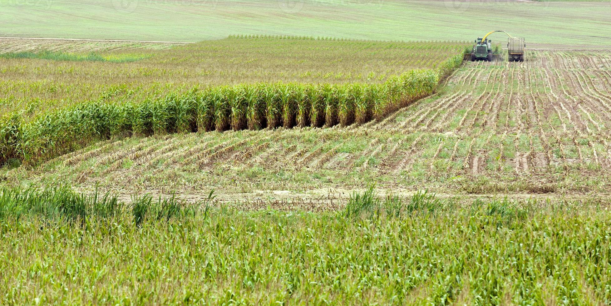 um campo de milho verde foto