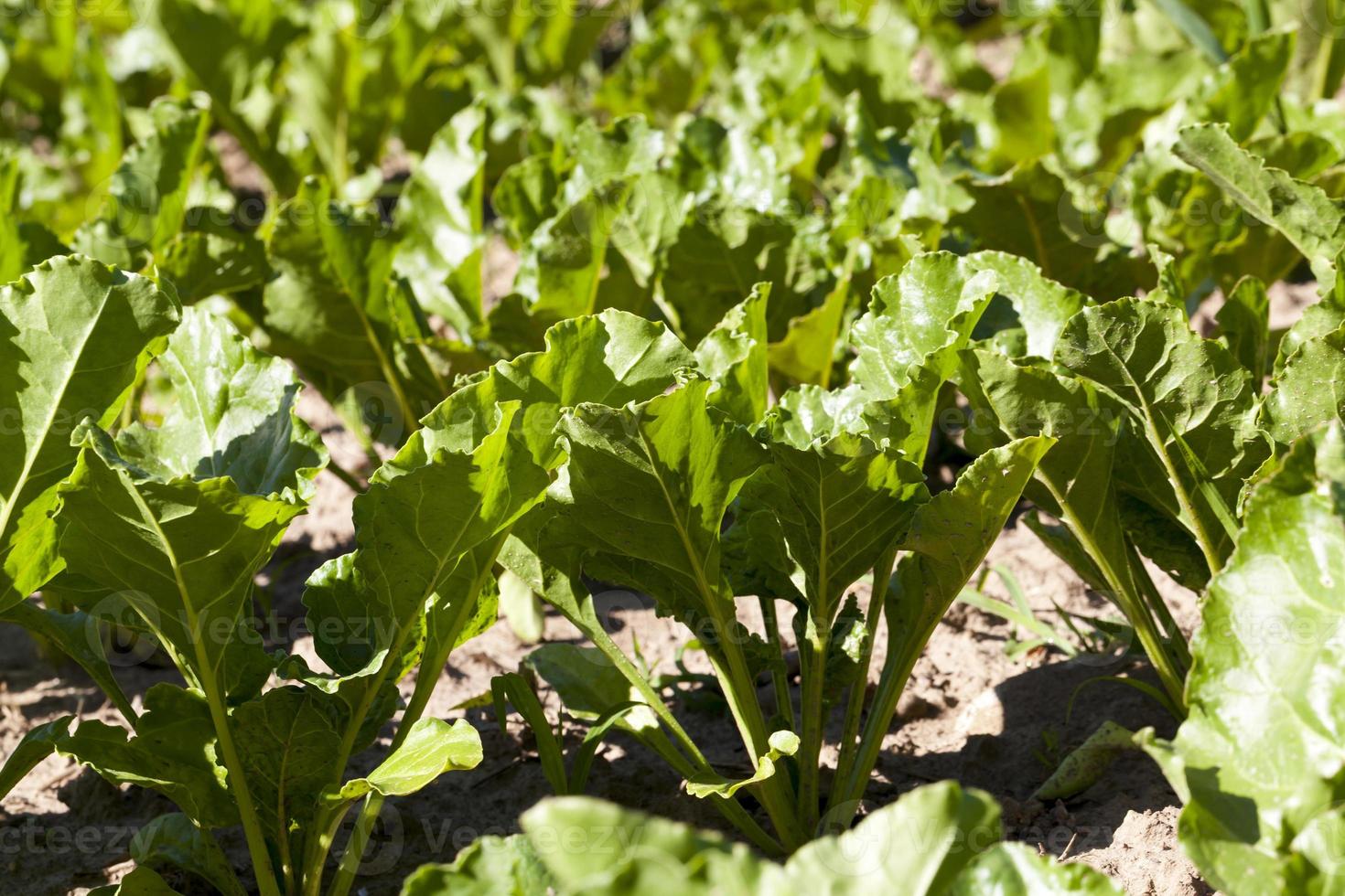 beterraba sacarina no campo agrícola foto