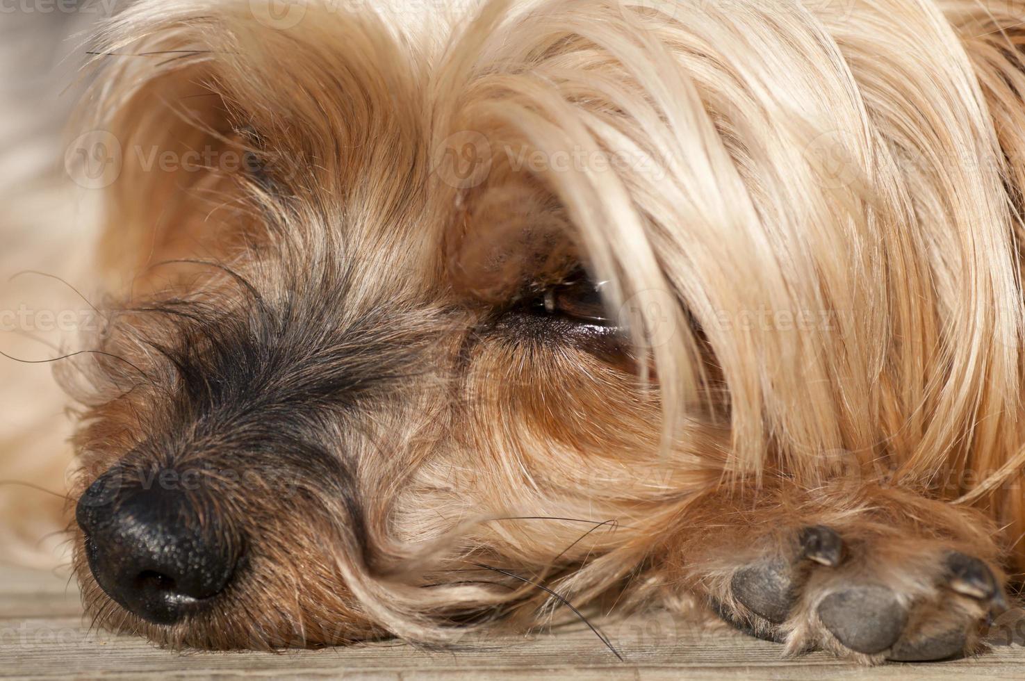 nariz yorkshire terrier closeup foto