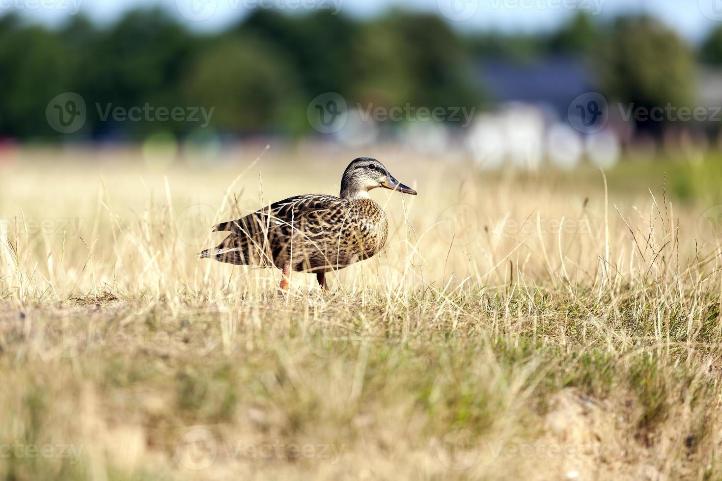 patos selvagens na natureza foto