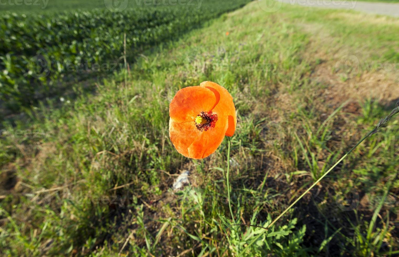 papoulas vermelhas em um campo foto