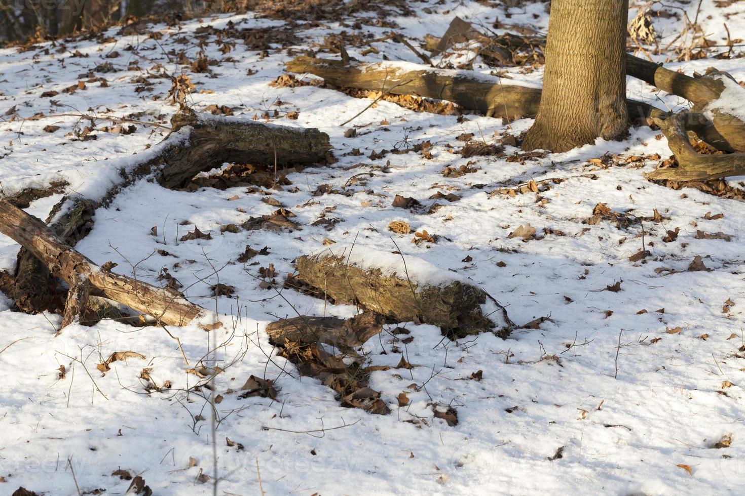 época de inverno do ano, foto