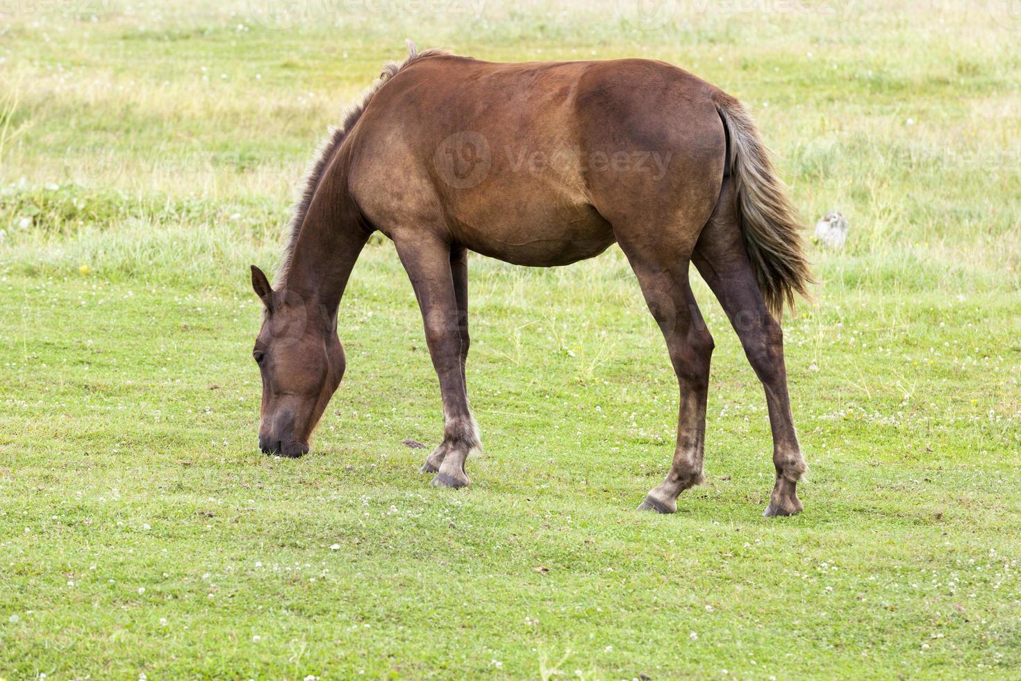 cavalo cavalo pastagens verão foto