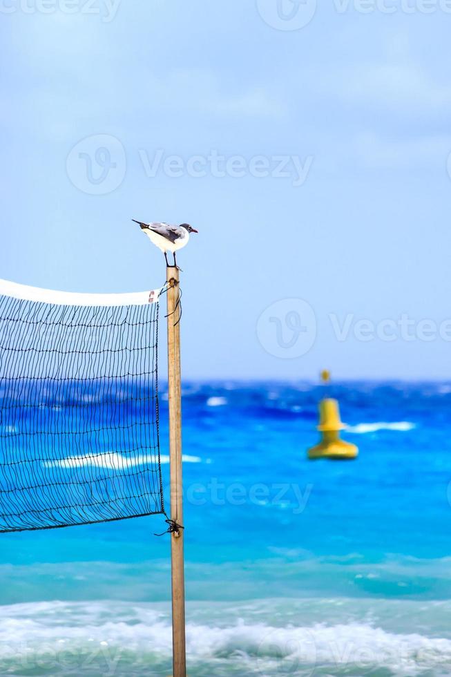 gaivota na praia mexicana foto
