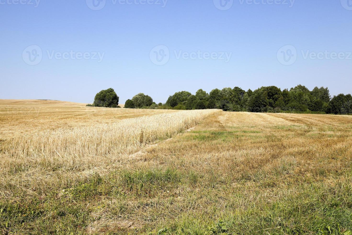 faixa com trigo foto