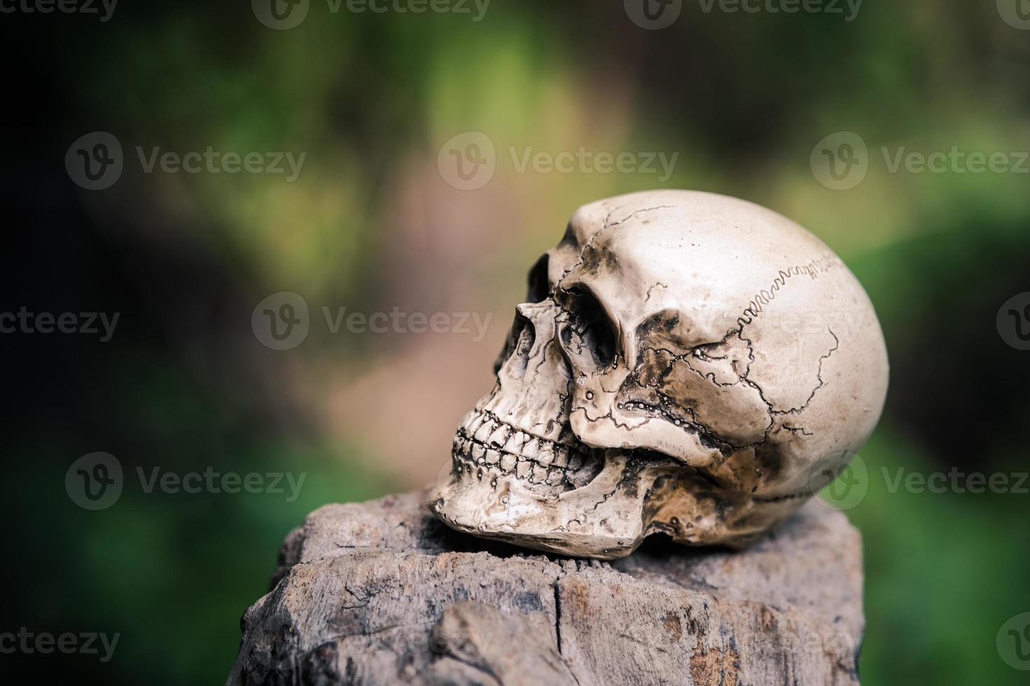 crânio humano em madeira seca foto