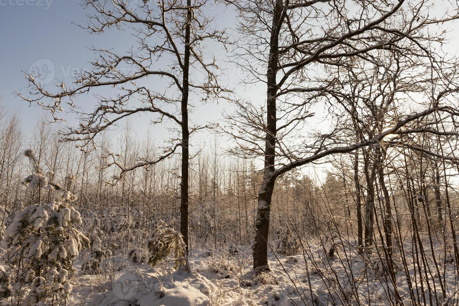 clima frio de inverno no parque ou floresta em geadas 9446211 Foto